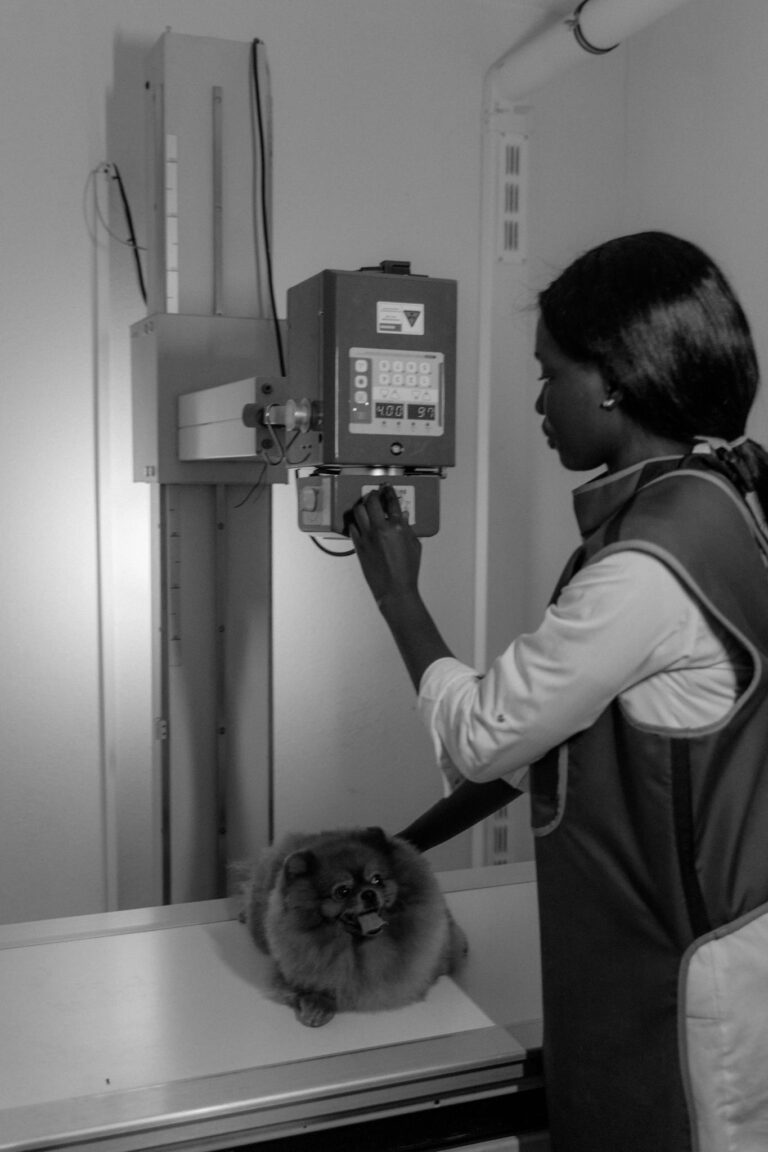 兽医准备为博美犬拍X光 Vet preparing Pomeranian for X-ray.