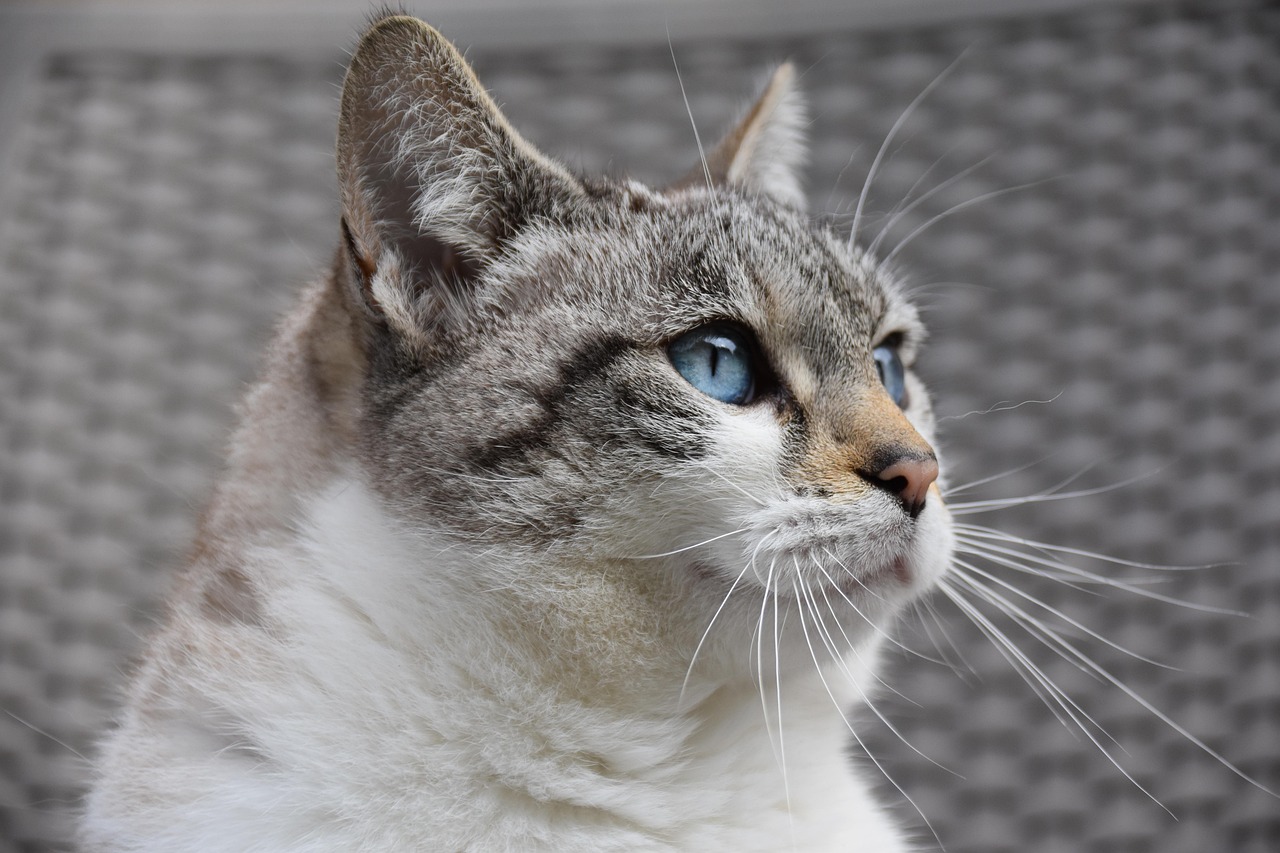 About -x cat, feline, european cat, pet, animal, alley cat, predator, pussy cloud, blue eyed cat