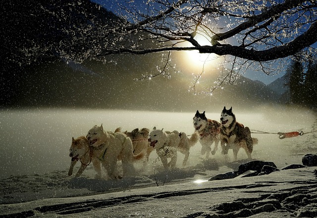 About -x dogs, huskies, animal, dog racing, winter, winter landscape, snowy, sled dog race, fun, snow, active, landscape, snow landscape, covered in snow, white, run, nature, sleigh ride, running, sun, sunlight, snowflakes, glitter, dog sport, team, dog sled, wilderness, north, team, team, team, team, team, dog sled