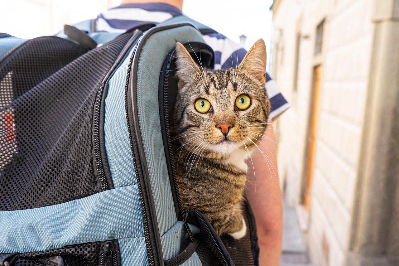 cat, travel, animal, pet, portrait, adventure, holiday, nature, backpack, animals