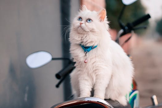 About -x Charming white Persian cat perched on a motorcycle outdoors with a blue collar.