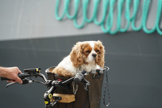 About -x Cavalier King Charles Spaniel in a bicycle basket, showing cute pet travel.