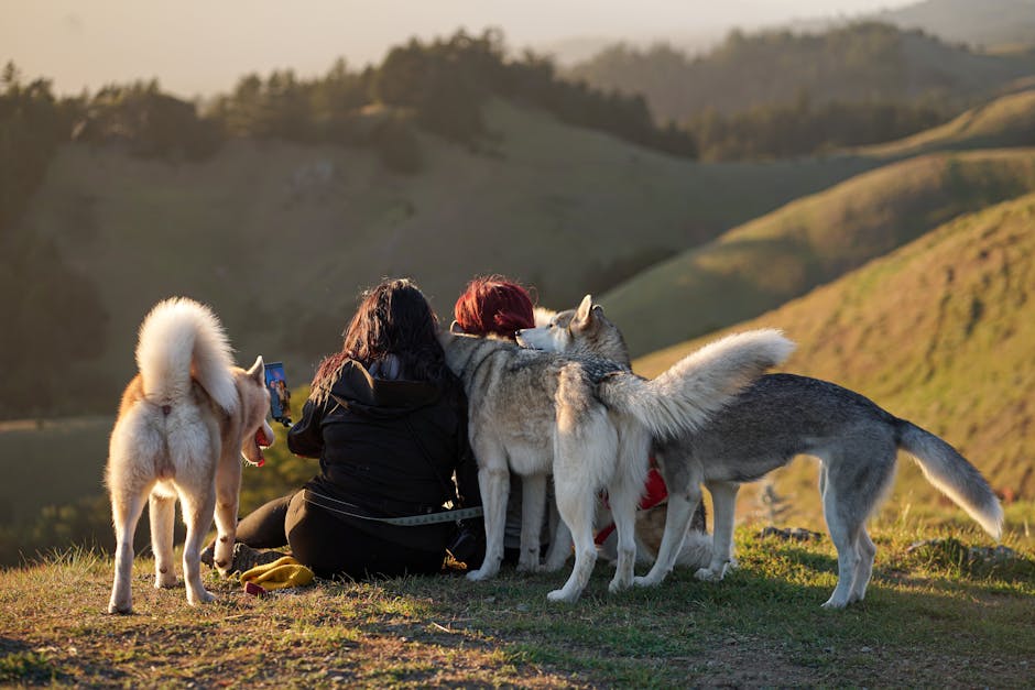 两人与哈士奇在山顶自拍 Two people taking selfie with huskies on hilltop.