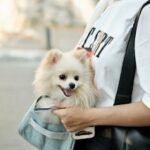 女士挎着博美犬户外 Woman carrying Pomeranian outdoors.
