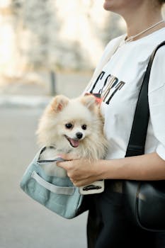 女士挎着博美犬户外 Woman carrying Pomeranian outdoors.