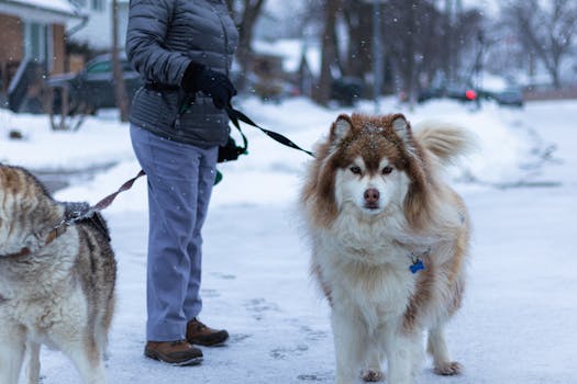 About -x Two huskies and their owner enjoying a snowy day in Toronto, Canada.