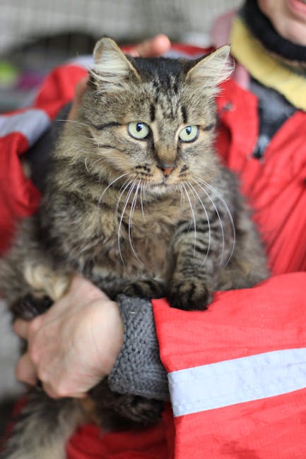 Close-up of a fluffy cat cradled in a person