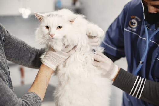 兽医小心检查白色猫 Veterinarian carefully examining white cat.
