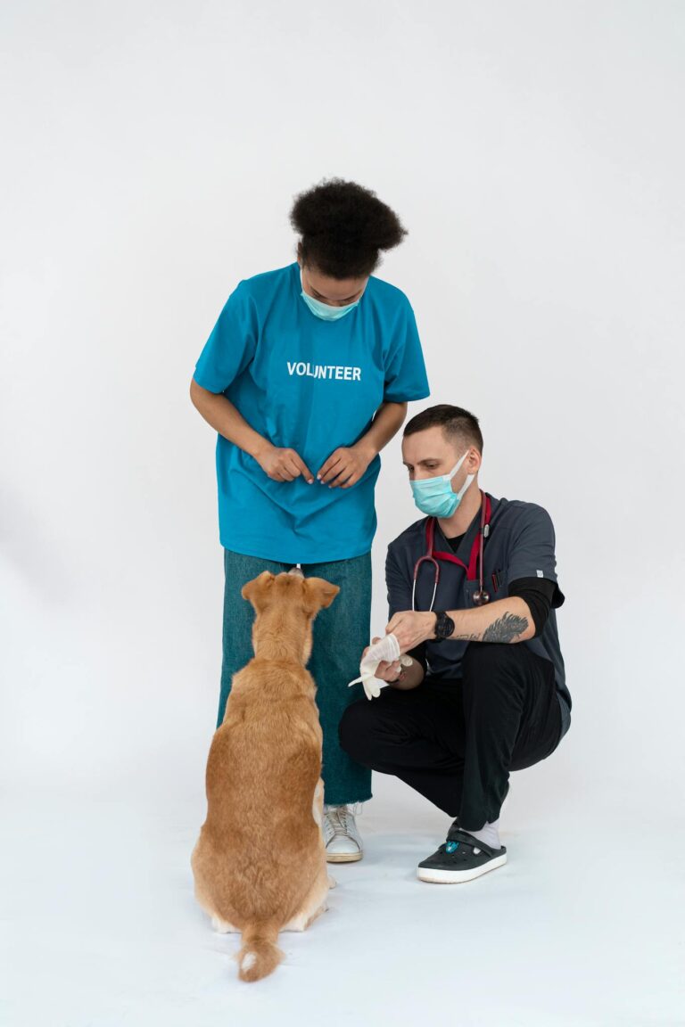 戴面罩的兽医和志愿者照顾狗 Masks wearing vet and volunteer tending to dog.