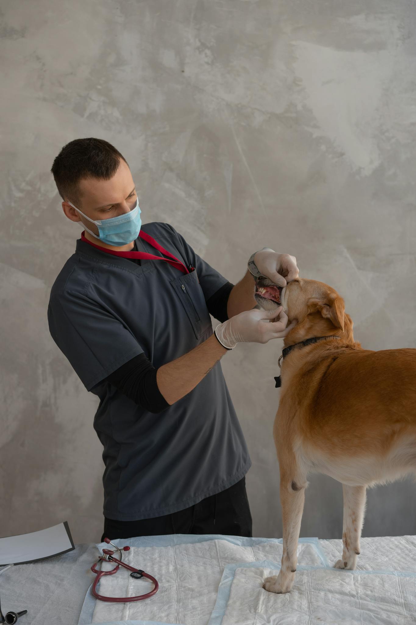 戴口罩和手套的兽医检查狗 Vet in mask and gloves examining dog.