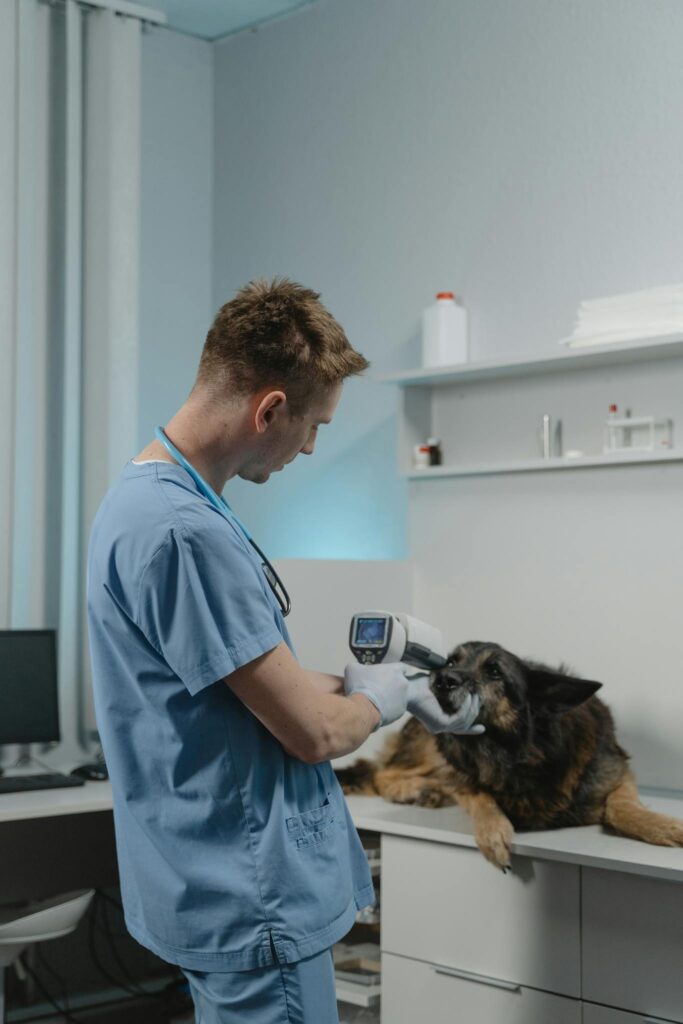兽医检查德国牧羊犬 Vet examining German Shepherd.