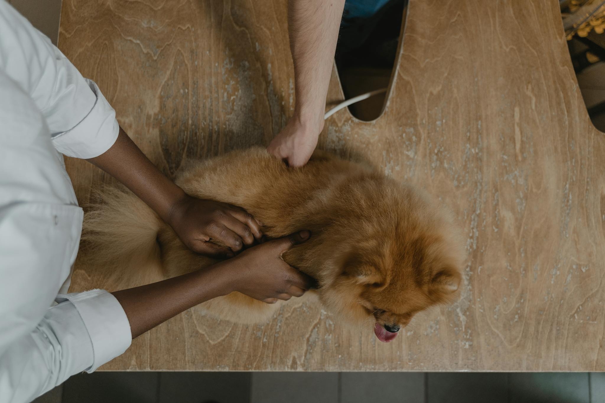 兽医在木桌上检查博美犬 Vet inspecting Pomeranian on wooden table.