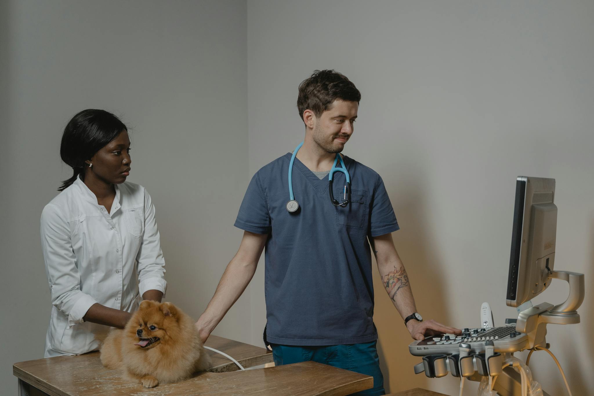 About 兽医为狗做超声检查 Vet performing ultrasound on dog.
