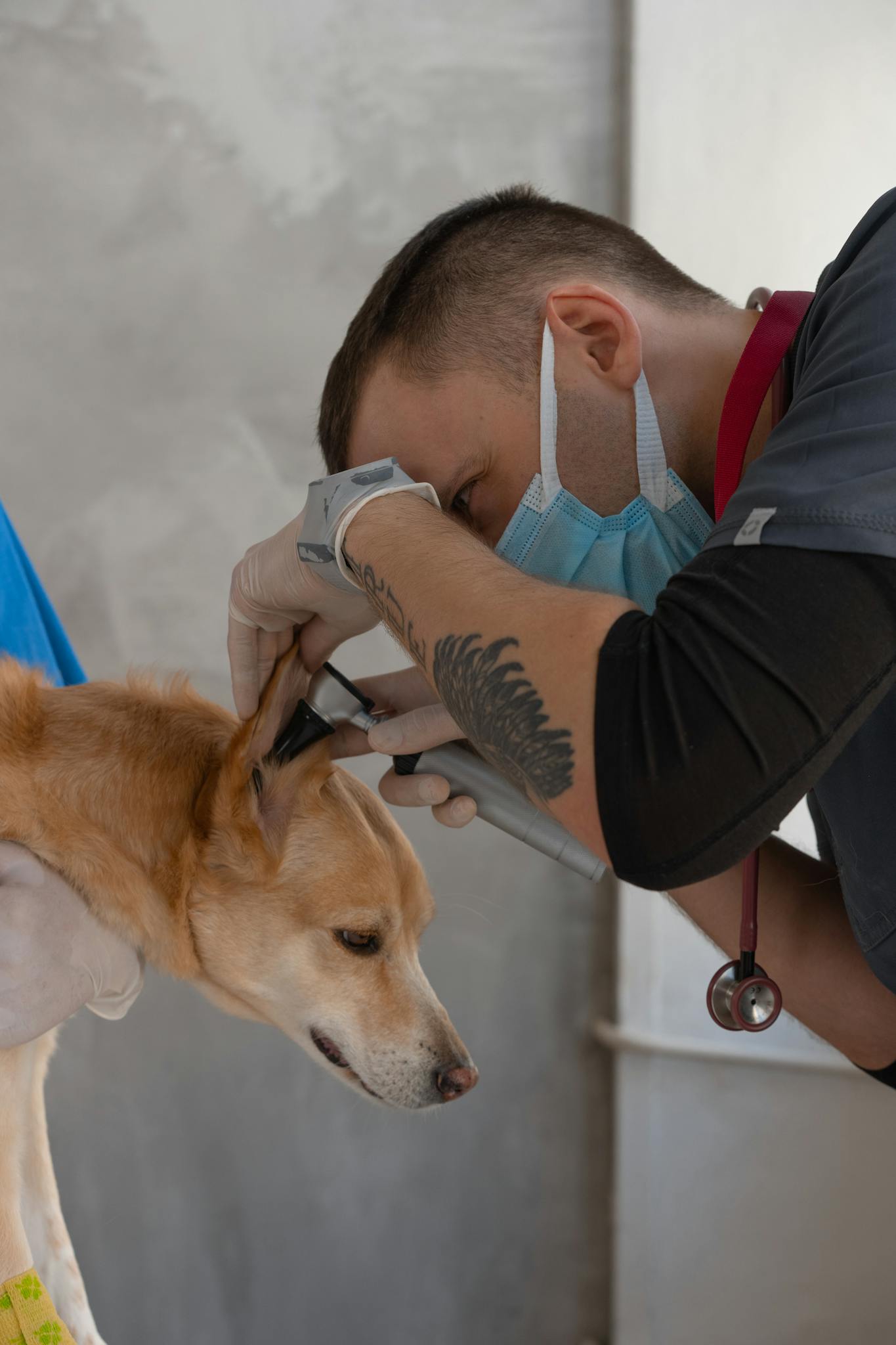 Veterinarian Wearing Mask Examines A Dogs Ear