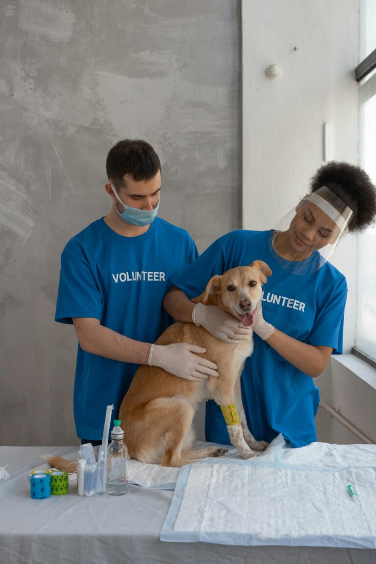 志愿者在诊所帮助狗 Volunteers helping dog at clinic.