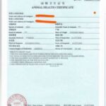 代办中国海关《动物卫生证书》服务图标（备选） Customs Animal Health Certificate icon alternative.