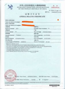 代办中国海关《动物卫生证书》服务图标（备选） Customs Animal Health Certificate icon alternative.