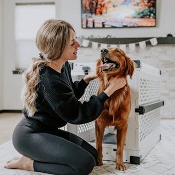 金毛与航空箱 Golden Retriever with Crate 穿瑜伽裤的女子与金毛犬在时尚航空箱旁 Woman in yoga pants with golden retriever next to dog crate.