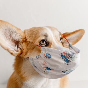 戴口罩柯基 Corgi with Mask 柯基犬戴着面罩抬头看 Corgi looking up with face mask.