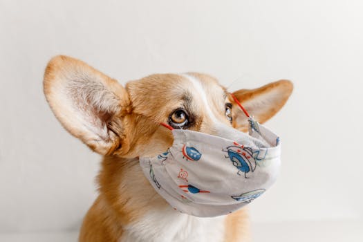 戴口罩柯基 Corgi with Mask 柯基犬戴着面罩抬头看 Corgi looking up with face mask.