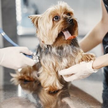 约克夏犬体检 Yorkie Vet Check 约克夏犬在兽医诊所接受检查 Yorkshire Terrier receiving medical checkup.