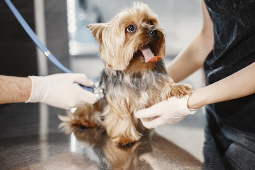 约克夏犬体检 Yorkie Vet Check 约克夏犬在兽医诊所接受检查 Yorkshire Terrier receiving medical checkup.