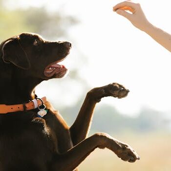 黑色拉布拉多犬与人互动 Black Labrador interacting with a person.